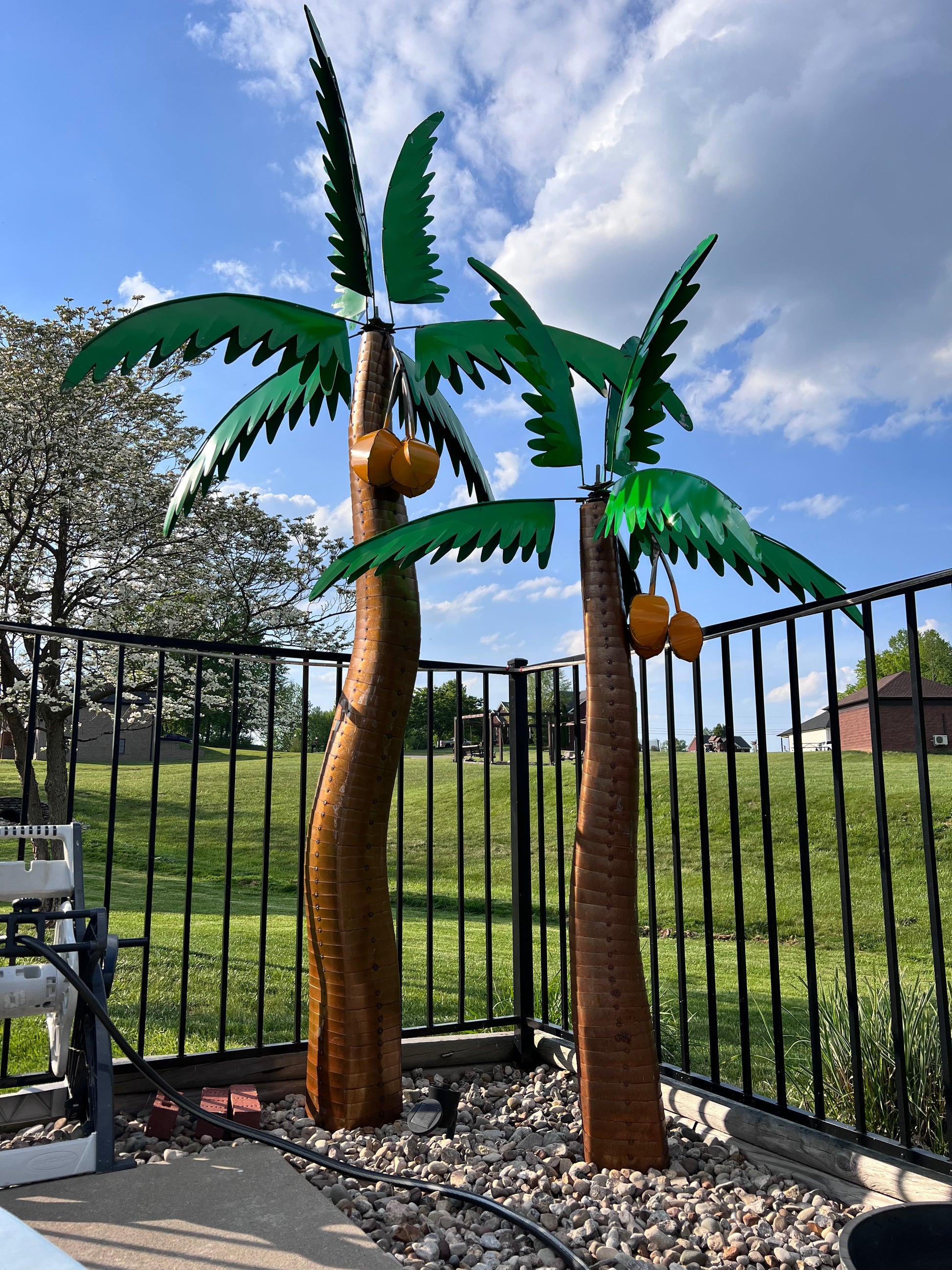 palm plant outdoor Rusty Palms Classic – Rusty Palms